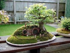 149 BONZAI A MAULEVRIER 2016_000005